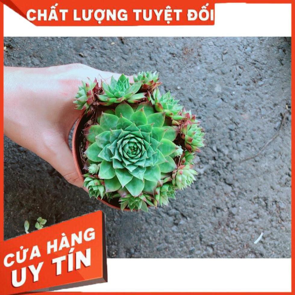 Chậu Phật Bà Xanh Nhiều Người Mua