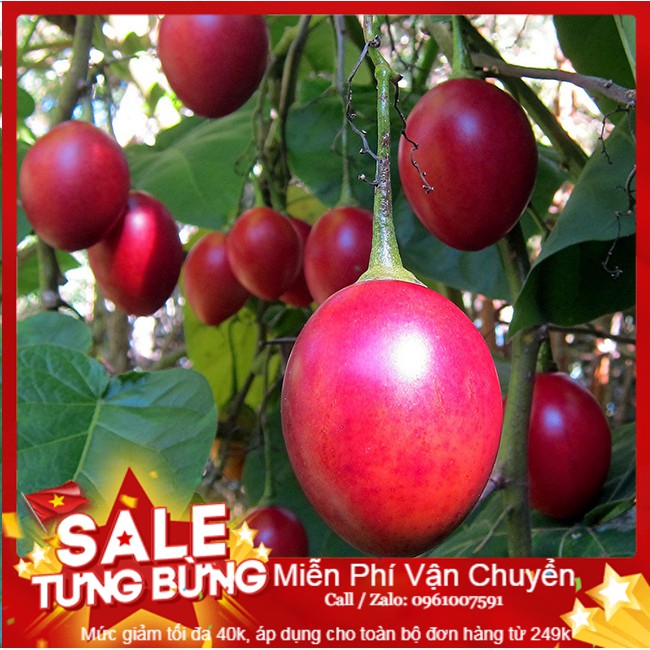 Hạt Giống Cà Chua Thân Gỗ - 4 Hạt