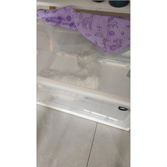 Hộp sấy lông Thú cưng + Máy sấy