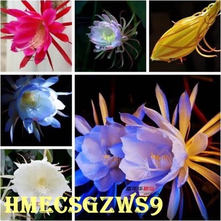 Hạt giống hoa quỳnh Epiphyllum Loài quý hiếm 20h
