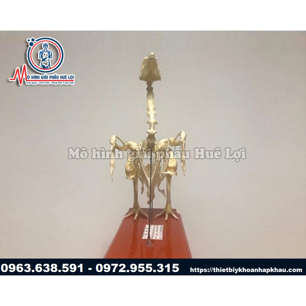 MÔ HÌNH BỘ XƯƠNG GÀ GIẢI PHẪU