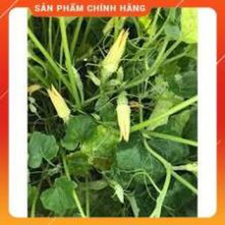 HẠT GIỐNG BÍ SIÊU NỤ GÓI 10G