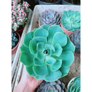Sen Đá Xanh Đất Size Đại