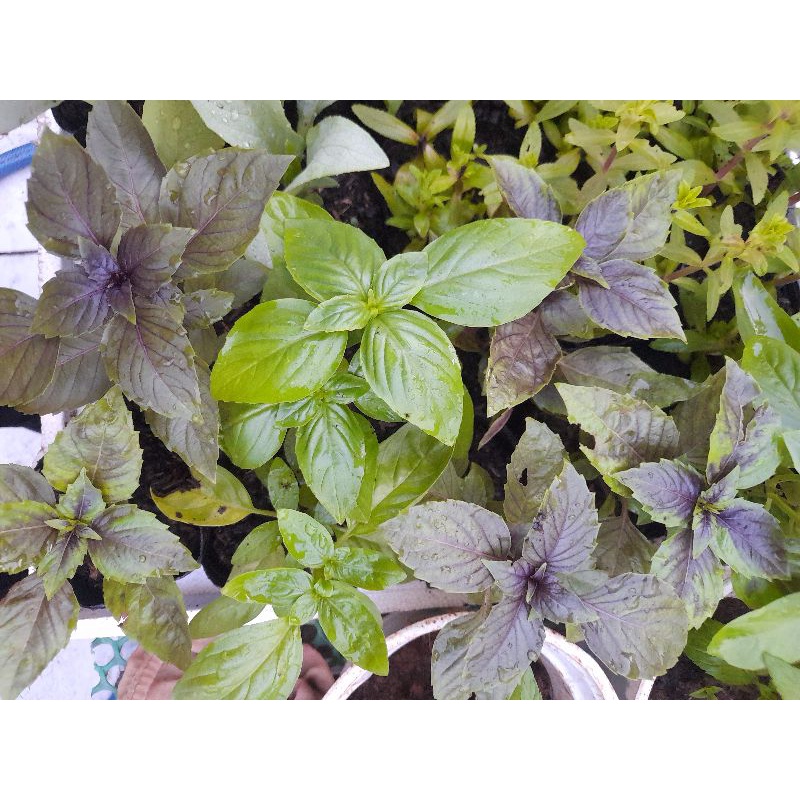 Cây rau gia vị Basil, quế tây, quế Pháp màu xanh, tím