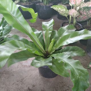 Cây Tổ Phụng