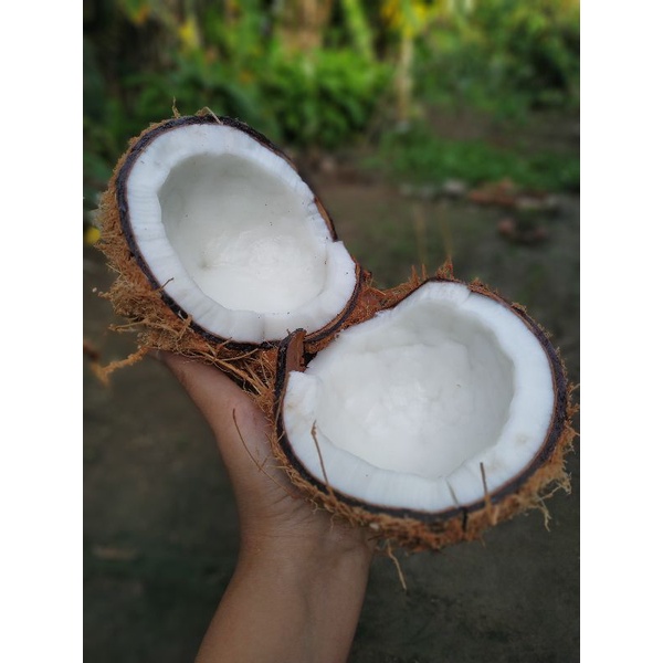 3 trái dừa khô