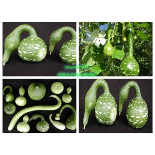 (HG Nga) Bầu hồ lô Thiên Nga 1gr