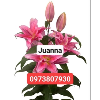 củ giống hoa ly cao kép nattacha size 19/21