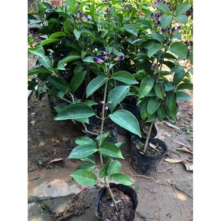 cây giống hoa lan tỏi