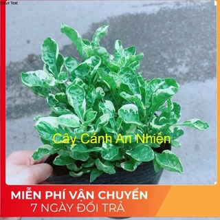 Cây Cẩm Thạch