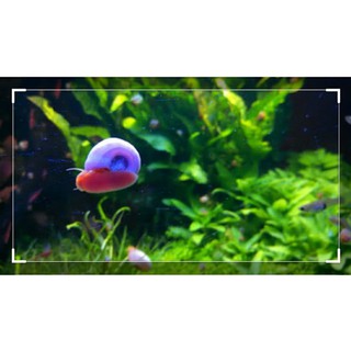 táo xoắn ăn rêu hại thức ăn thừa