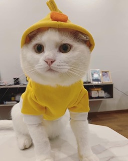 Áo nỉ bông hình thú
