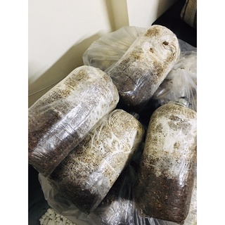 Phôi nấm bào ngư trắng