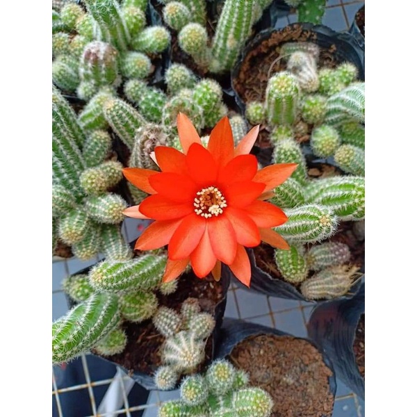 Chậu cứng Xương rồng ngón tay Đà Lạt