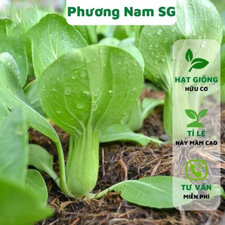 Hạt giống cải thìa Phương Nam 10gr, hạt giống hữu cơ, tỉ lệ nảy mầm cao