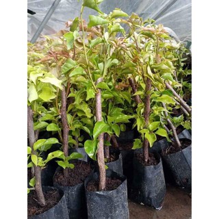 Cây Hoa Giấy Ngũ Sắc