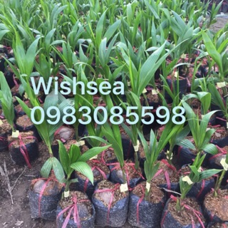 Cây dừa xiêm lùn