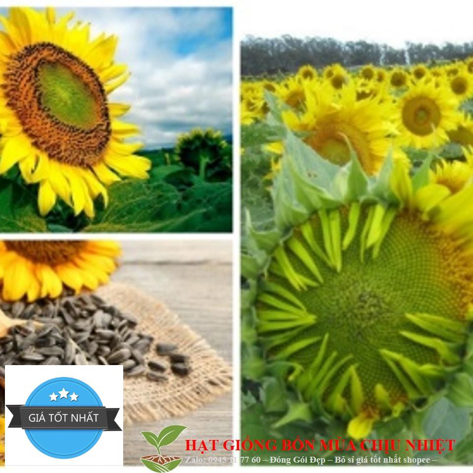 Hướng dương khổng lồ loài hoa luôn hướng về phía mặt trời 🌻🌻🌻#Aguara6 dễ trồng trồng , không tốn công chăm sóc