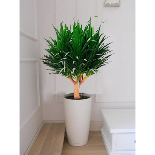 CÂY PHÁT TÀI NÚI THÂN CỔ THỤ-chậu phát tài núi