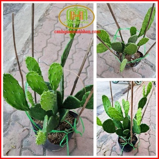 Cây xương rồng tai thỏ lớn decor quán cà phê, ban công, vườn tiểu cảnh