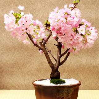 Hạt Giống Hoa Anh Đào BonSai Nhật Bản (1 hạt)