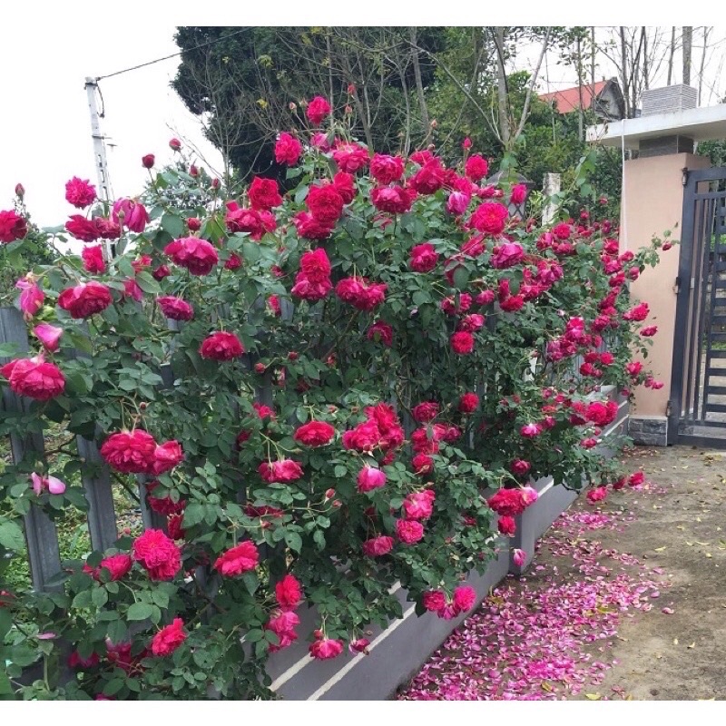 Hoa hồng leo tường vy