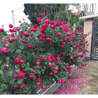 Hoa hồng leo tường vy