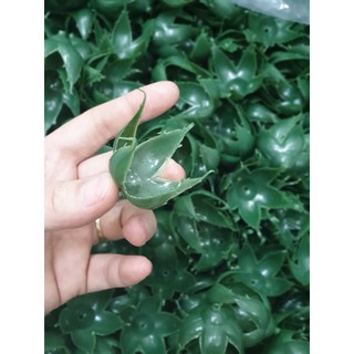 1kg đài hồng