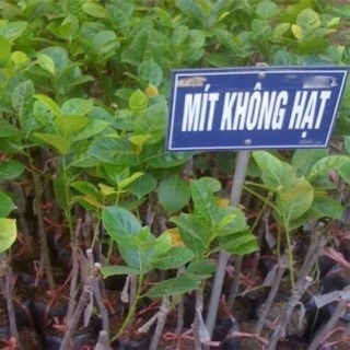 Cây giống mít không hạt