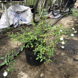 Chậu cây hoa Hồng Bạch Trà - loài hoa bông chùm rất thơm, siêng hoa và dễ chăm - DINH DƯỠNG TỰ NHIÊN Shop