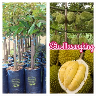 Cây Sầu Riêng MusangKing cao 70-80cm gốc to mua 5 cây tặng 1 cây