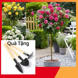 Hạt Giống Hoa Hồng Thân Gỗ Tặng Bộ Dụng Cụ Mini Trồng Cây Tặng Bộ Dụng Cụ Mini Trồng Cây