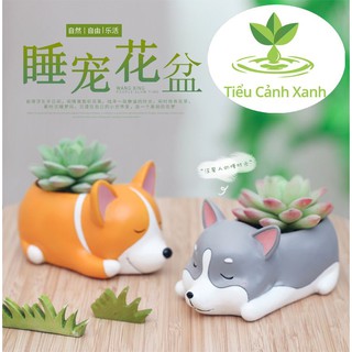 Chậu cây Husky ngủ say