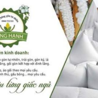 Cặp  ruột  gối  gòn đinh lăng  50x70cm