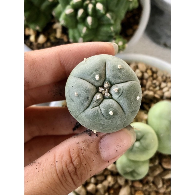 Xương rồng lopho