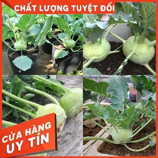 💥hạt giống su hào xanh 0.5gr ~ 100 hạt💥