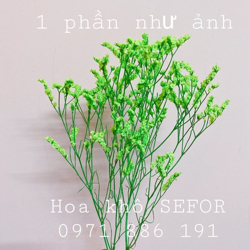 Hoa sao khô❤Hoa thủy tinh khô ❤️ Hoa khô decor nhà cửa