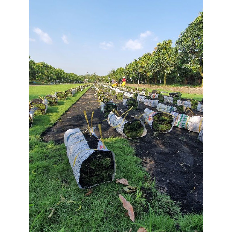 Cỏ nhung nhật, cỏ lót thảm