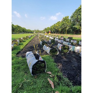 Cỏ nhung nhật, cỏ lót thảm