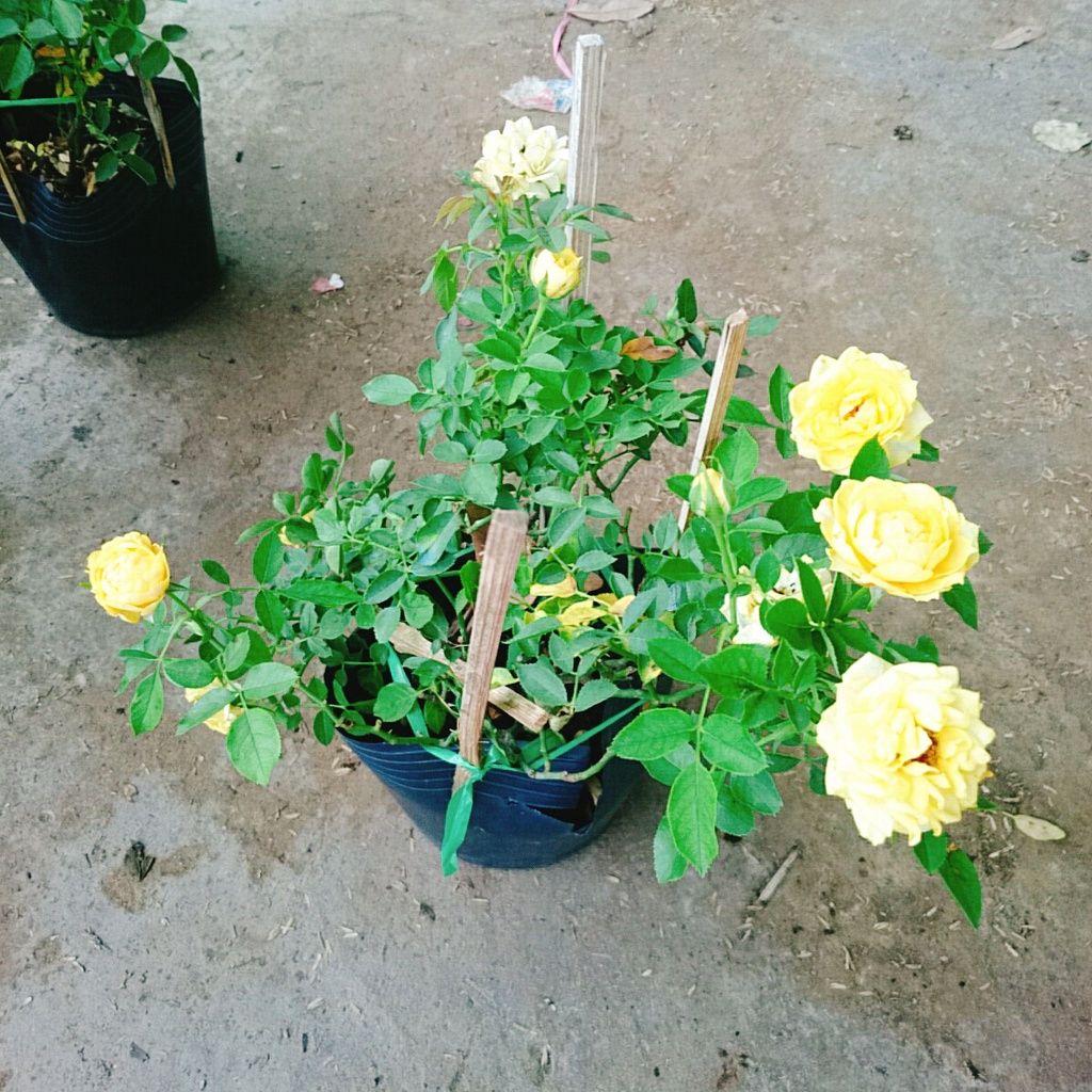 Cây Hoa Hồng Tỉ Muội Vàng - cây cảnh để bàn