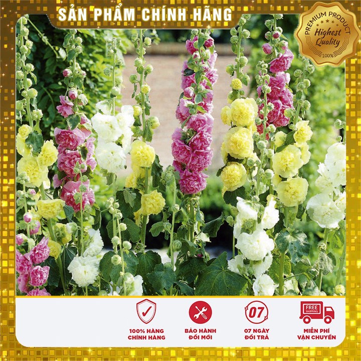 Hạt Giống Hoa Mãn Đỉnh Hồng Kép