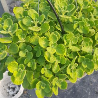 Sen Thơm Đuổi Muỗi Và Côn Trùng