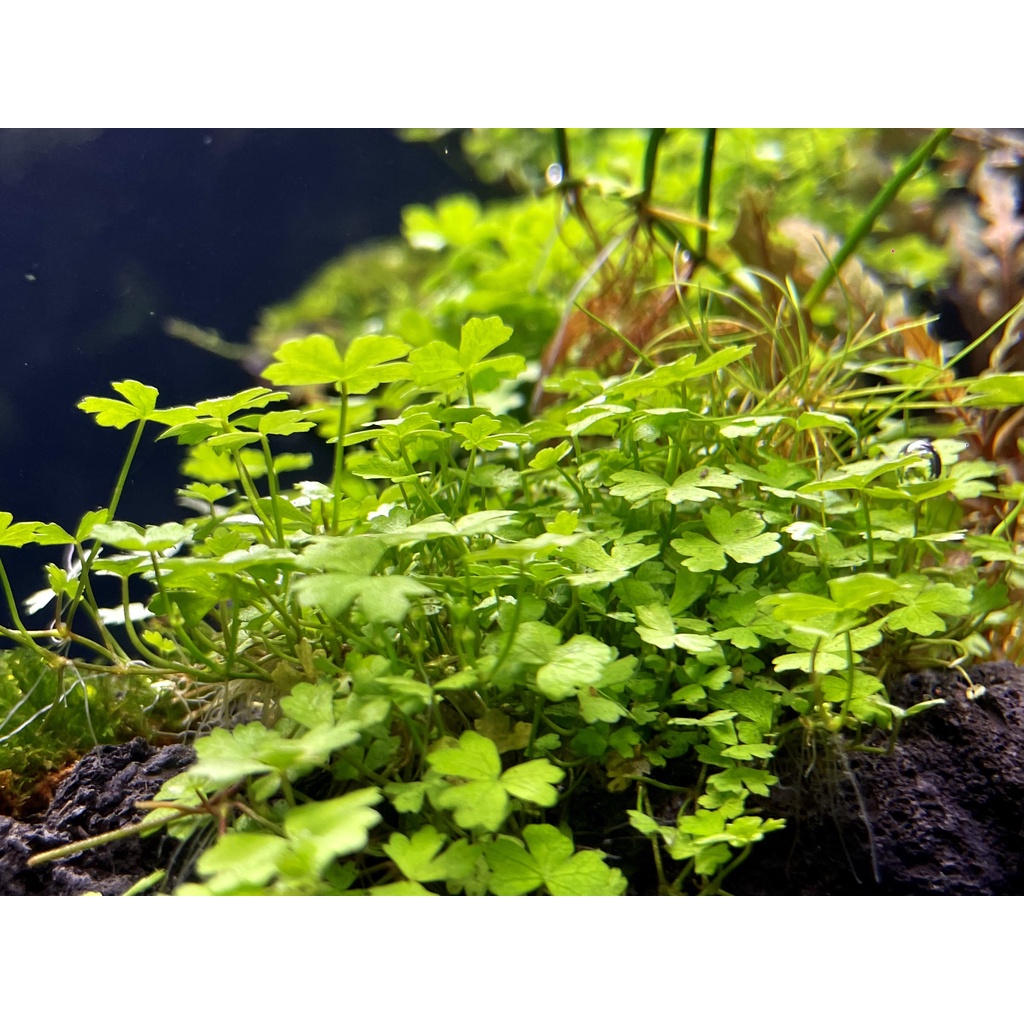 Cây Rau Má Hương Thuỷ Sinh