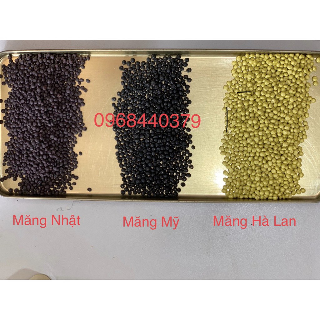 Hạt giống măng tây Grande Mỹ gói 30 hạt