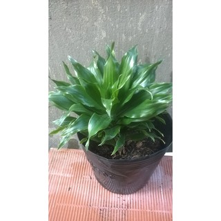 Cây phát tài nhật
