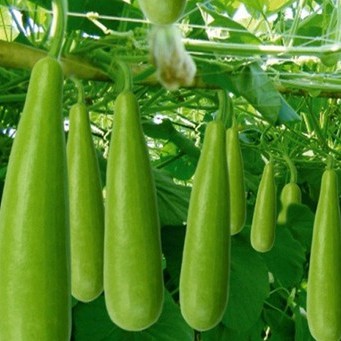 Hạt giống Bầu xị F1 siêu trái - trong gói 20h