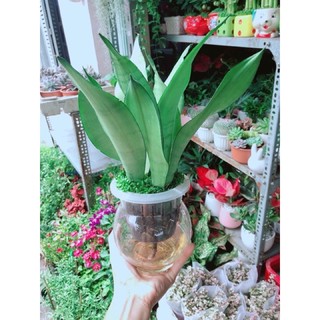 Lưỡi Hổ Bạc thuỷ sinh ( đã bao gồm chậu )