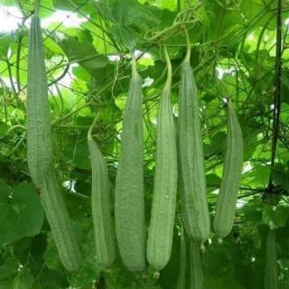 Mướp khía thái lan