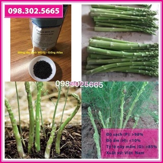 Măng Tây Xanh Mỹ F1 - Giống Aslat - gói 30 hạt