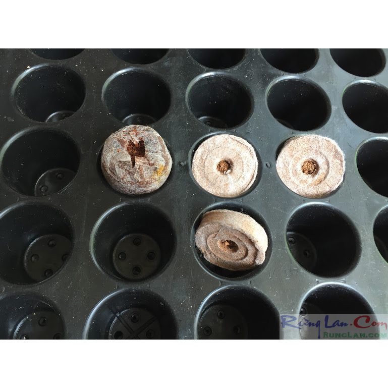 Viên nén xơ dừa combo 50 viên chuyên ươm giống lan ,gieo hạt cây trồng...